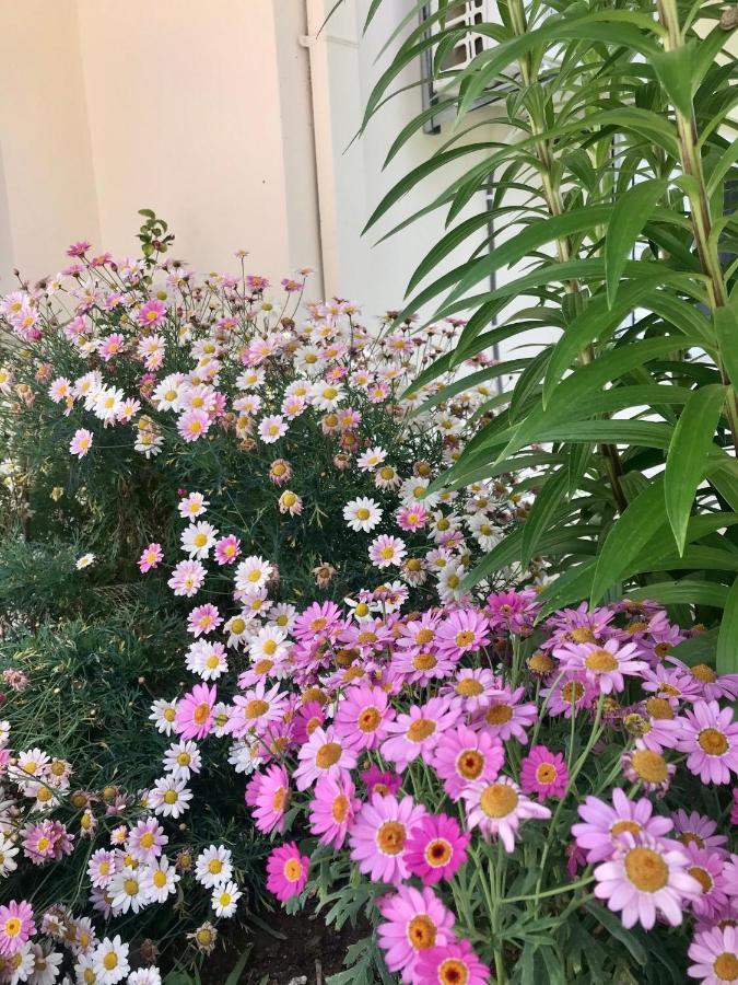 Armonia Apartment بلاتاريا المظهر الخارجي الصورة