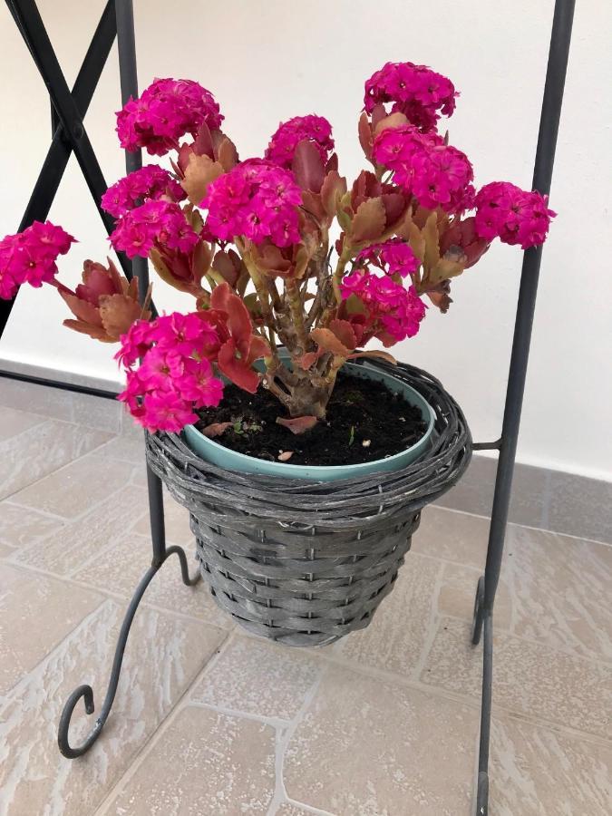 Armonia Apartment بلاتاريا المظهر الخارجي الصورة